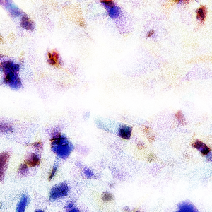 要看西村妮娜视频
